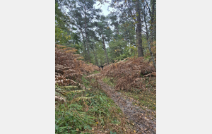 Sortie du dimanche 19 octobre 